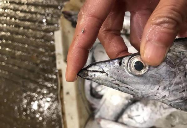 推薦如何挑選新鮮的海魚，學會這四點，奸商都怕你