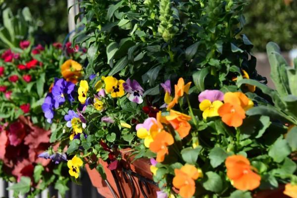 上海植物園林蔭花道即將“上新”~林下空間更“靚”了 上海植物園林蔭花道即將“上新”~林下空間更“靚”了