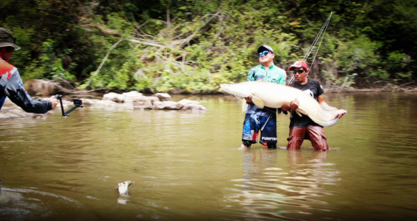我知道食人魚沒那麼可怕，但不知道它們居然能慫到這個地步