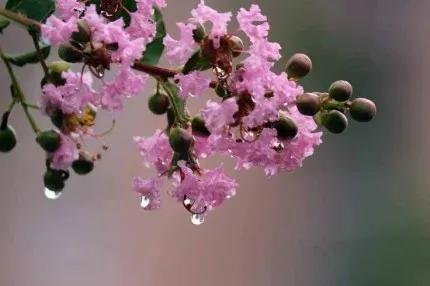 分享——紫薇花