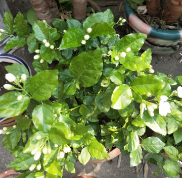 夏天養護5種花，大太陽下也別躲，越曬越爆盆