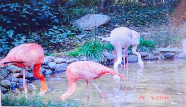 粉紅色火烈烏什麼寓意 粉紅色火烈烏什麼寓意