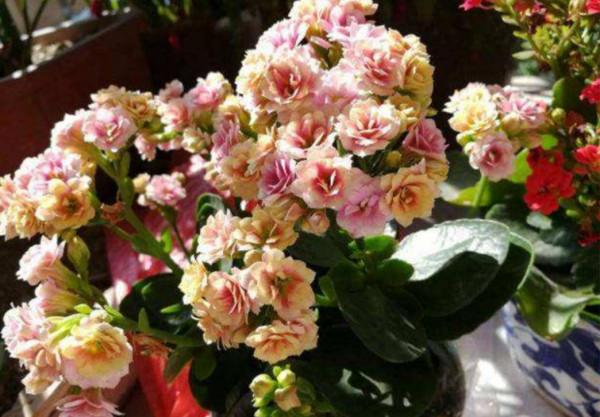 利於健康的吉祥花,建議從這12種裡面選擇,好養大氣有旺宅的寓意 利於健康的吉祥花,建議從這12種裡面選擇,好養大氣有旺宅的寓意