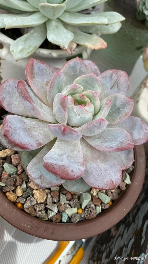 入冬的多肉 入冬的多肉