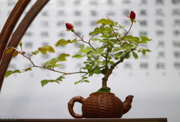 四季開花植物有哪些?這四種家庭盆栽滿足你的要求 四季開花植物有哪些?這四種家庭盆栽滿足你的要求