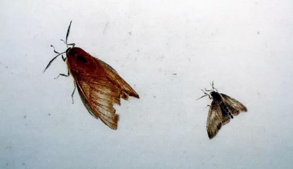 齊白石筆下的飛蟲,精細之極 齊白石筆下的飛蟲,精細之極