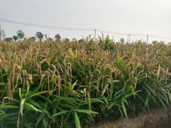 老家的生薑 老家的生薑