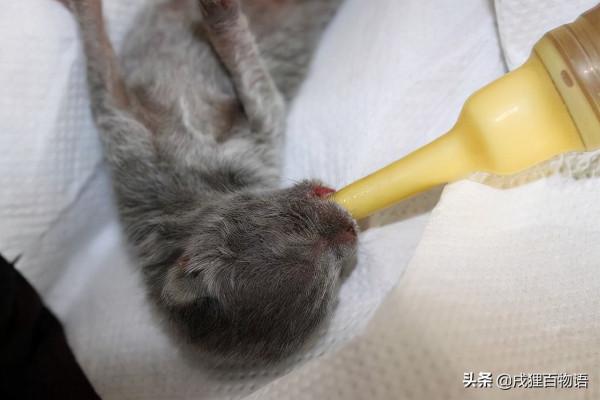 驚呆了！母貓居然會吃掉自己的孩子？