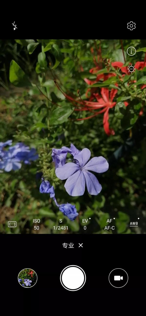 小花園裡秋花正旺，手調曝光補償，拍攝花瓣細節