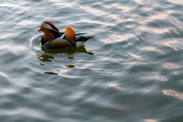 王嶽倫已變李湘“前夫”？從娛樂圈離婚瓜看古代名人離婚那些事兒