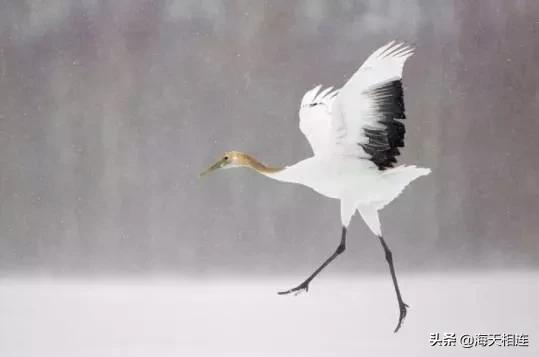 仙鶴飛天,驚豔絕倫實在太美了,難得一見 仙鶴飛天,驚豔絕倫實在太美了,難得一見