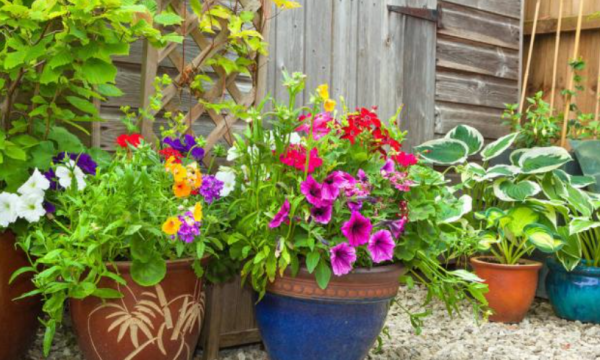 秋季來了,夏天收穫空盆無數,養花舊土不要扔,學會處理還能種花 秋季來了,夏天收穫空盆無數,養花舊土不要扔,學會處理還能種花