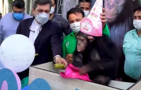 被遺棄的黑猩猩被人類照顧長大,最後卻慘遭同類打死 被遺棄的黑猩猩被人類照顧長大,最後卻慘遭同類打死