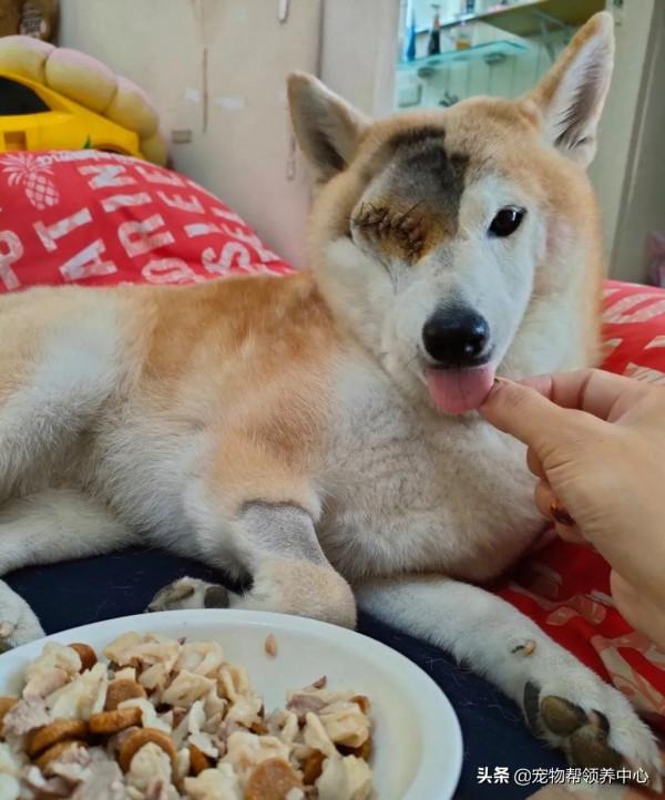 柴犬突發急性青光眼,主人忍痛做摘除眼球手術:從此我當你的眼睛 柴犬突發急性青光眼,主人忍痛做摘除眼球手術:從此我當你的眼睛