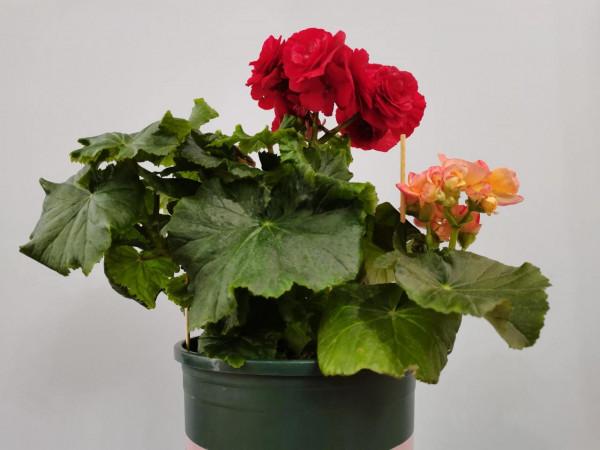 在花市買的麗格海棠如果不注意這幾點，就養不好