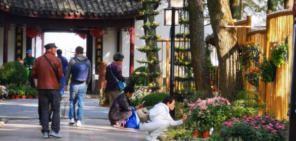 進入最佳觀賞期 進入最佳觀賞期