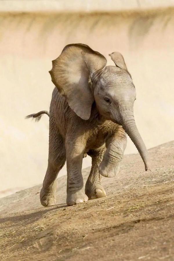 分享：抓拍動物精彩瞬間，驚豔絕倫，實為罕見