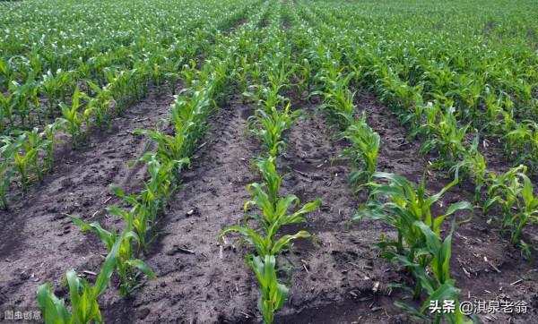 一斤白糖等於兩袋化肥?你相信嗎 一斤白糖等於兩袋化肥?你相信嗎