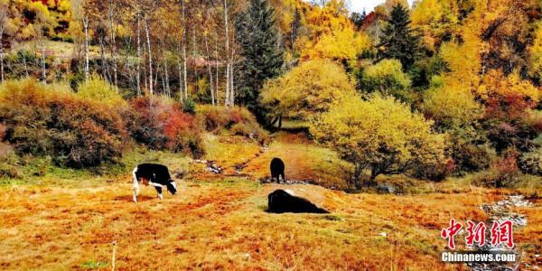 “高原綠色明珠”成金色世界 “高原綠色明珠”成金色世界