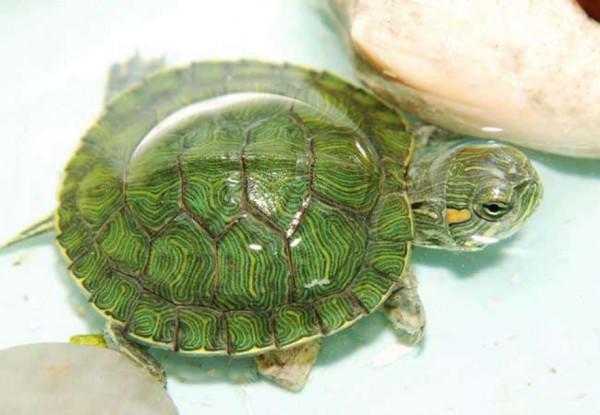 生物進化論中的一樁“懸案”？烏龜，科學家們的“噩夢”