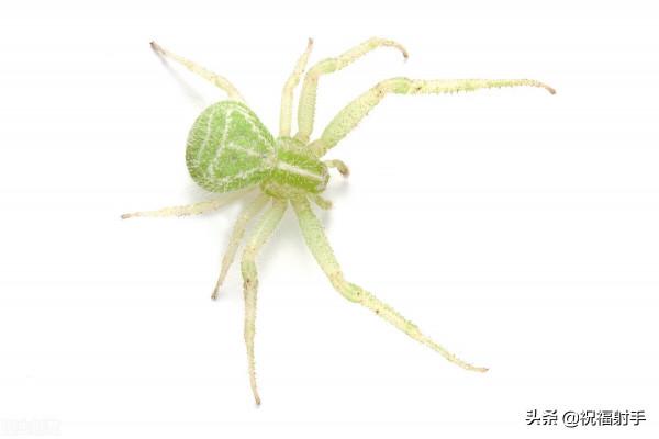 毒蜘蛛-五毒之——蜘蛛毒液,你應該瞭解的毒性知識(一)習性篇 毒蜘蛛-五毒之——蜘蛛毒液,你應該瞭解的毒性知識(一)習性篇