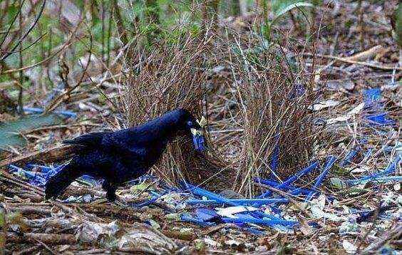 生活在地球上的我們,知不知道動物這10種特殊繁衍方式 生活在地球上的我們,知不知道動物這10種特殊繁衍方式
