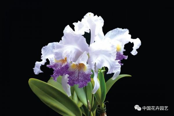 雍容華麗的卡特蘭 &vert; 新品