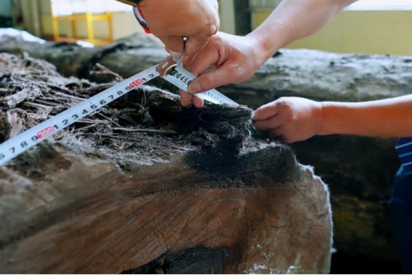 “東方神木”驚現四川，樹齡超3000年特罕見，和三星堆文明有關？