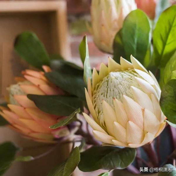 那些植物界的愛馬仕