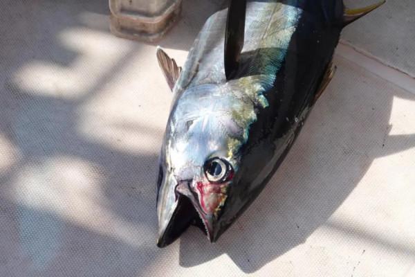 野奢不被鄙視？問問那些愛釣魚的老孩子們，他們有活蹦亂跳的經驗