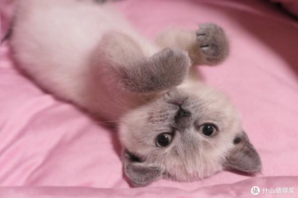 養三隻貓是一種怎樣的體驗？過來人的養貓（勸退）指南