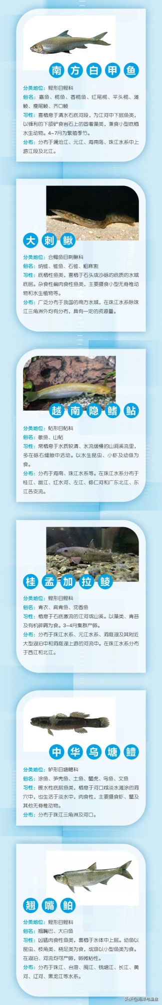 精彩搶先看！這些珍稀魚類將亮相第二屆中國水產種業博覽會（上）