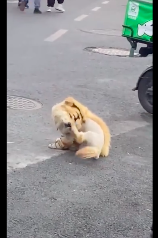 路邊站著一隻小老虎，還以為是從動物園跑出來的，原來是隻狗狗