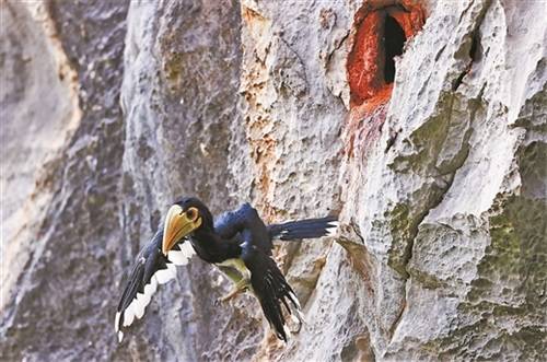 就在廣西崇左!我國首次記錄到冠斑犀鳥在崖壁上繁育 就在廣西崇左!我國首次記錄到冠斑犀鳥在崖壁上繁育