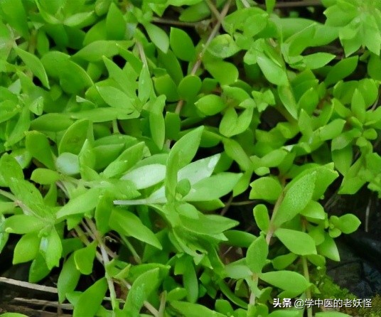 每日一中藥——垂盆草 每日一中藥——垂盆草