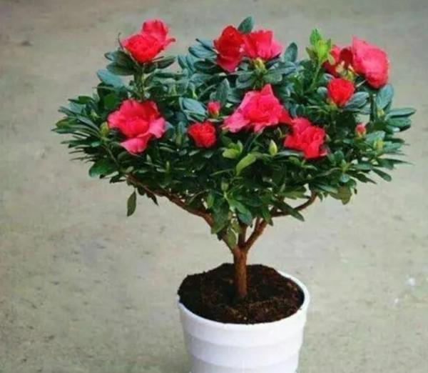 6種花“很怕曬”，光照太強容易黃葉枯萎，難怪養不好