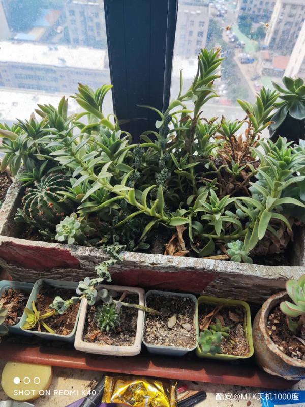 再一次信任聯發科？&mdash;&mdash;真我Q3Pro深度測評