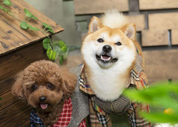 “有攻擊性”的7種狗狗，不適合家養，脾氣很暴躁