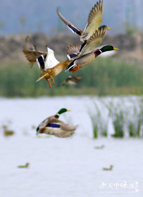 宿鴨湖:綠頭鴨等候鳥“翩翩起舞”畫面和諧 驚豔了 宿鴨湖:綠頭鴨等候鳥“翩翩起舞”畫面和諧 驚豔了