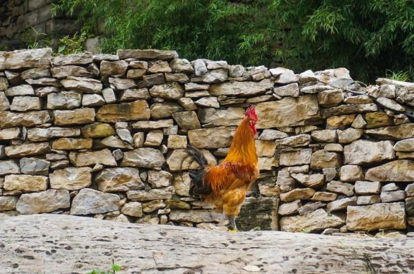 慶國慶，這個古村太熱鬧，養眼又怡情，還有滿滿的中國紅