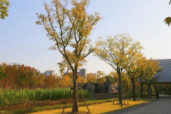 新一波地圖來了~除了北美紅楓和銀杏，普陀還有什麼好看？