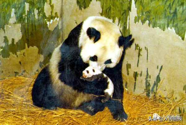 太可愛了吧！《人民畫報》裡的大熊貓檔案