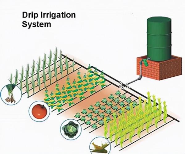以色列的水稻非淹水滴灌栽培技術，產量提高1.5倍
