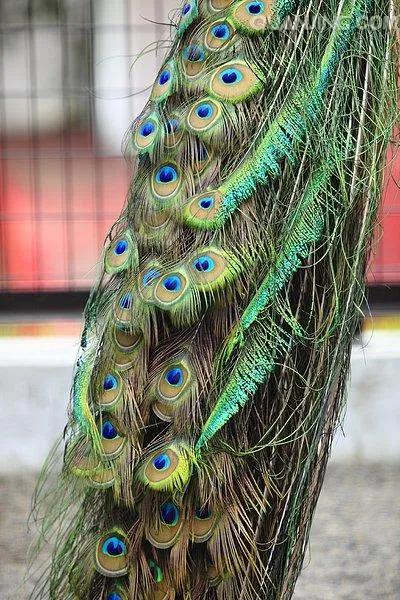 分享圖片，美麗高貴的吉祥鳥、五彩斑斕的孔雀64款