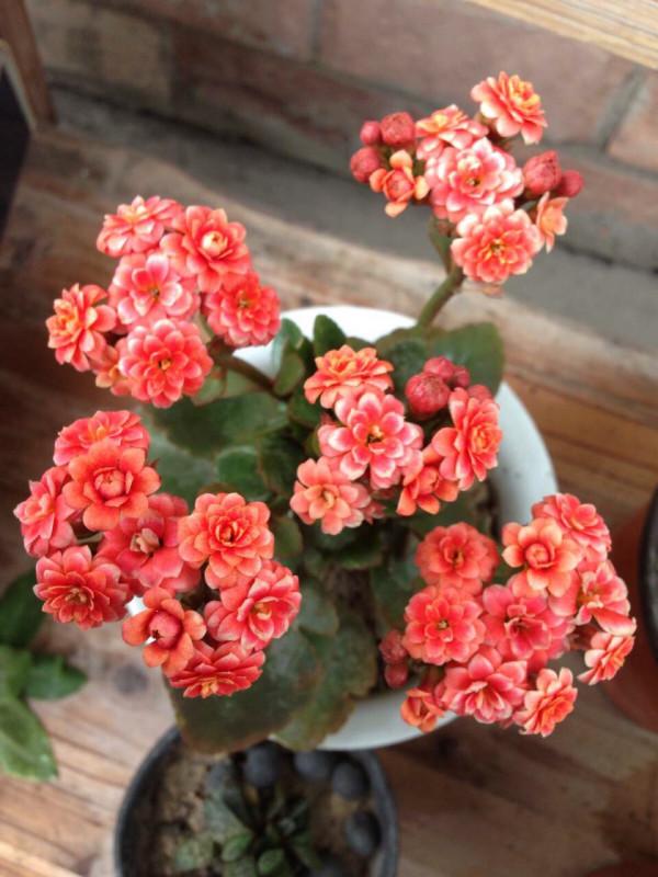 適合立冬後養的“9種花”,喜歡溫涼愛開花,有的花美,有的花香 適合立冬後養的“9種花”,喜歡溫涼愛開花,有的花美,有的花香