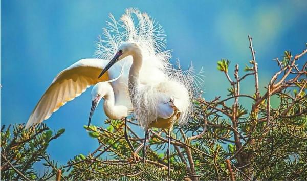生物多樣性之美 | 百鳥樂園撫仙湖 生物多樣性之美 | 百鳥樂園撫仙湖