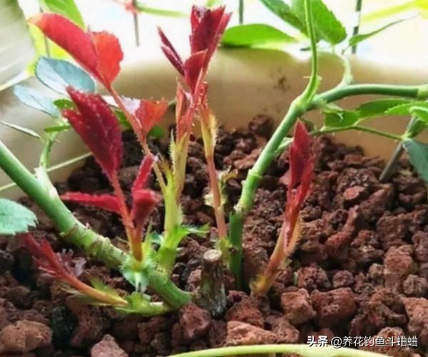 月季出現大量黃葉,不要著急,對應“二症狀”,就能輕鬆返青 月季出現大量黃葉,不要著急,對應“二症狀”,就能輕鬆返青