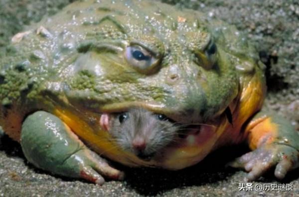 地球上最大的青蛙：體重高達6斤，身長1米，蝌蚪像鵝蛋那麼大