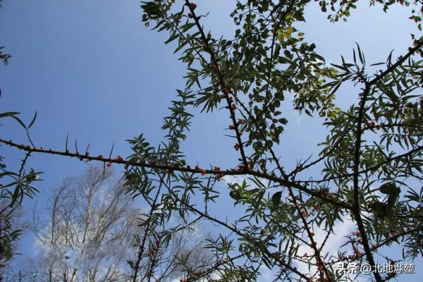分享一組關山牧場的原生態秋景 分享一組關山牧場的原生態秋景