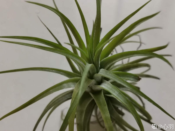 家裡光不好，就養10種耐陰綠植，葉子比花還要美